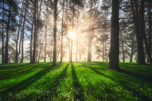 Bos landschap en ochtend mist in het voorjaar — Stockfoto