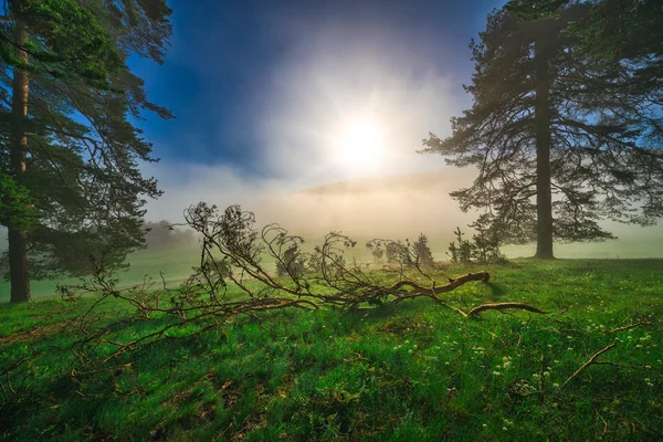 Skog landskap och morgon dimma under våren — Stockfoto