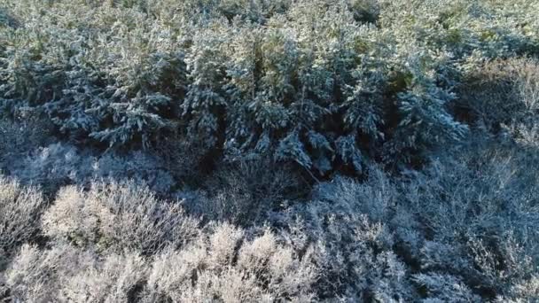 山の冬の雪の中で松やモミの木の凍結森林の空中ビュー — ストック動画
