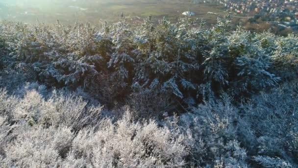 Luftaufnahme Von Gefrorenem Kiefern Und Tannenwald Schnee Winter Den Bergen — Stockvideo