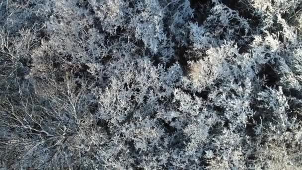 Letecký Pohled Zamrzlý Les Borovic Jedlí Sněhu Zimě Horách — Stock video