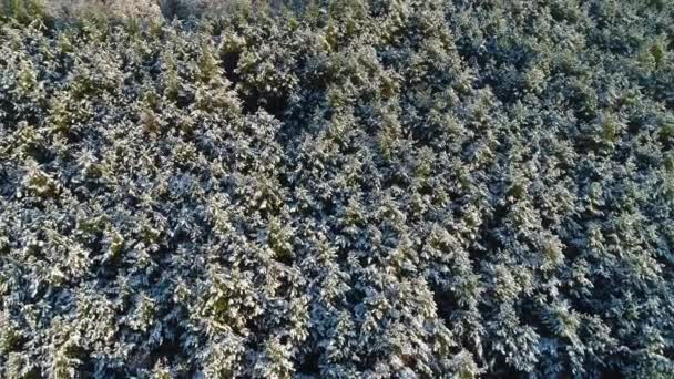 山の冬の雪の中で松やモミの木の凍結森林の空中ビュー — ストック動画