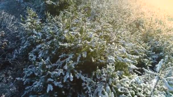 겨울에 속에서 겨울에 소나무 나무의 얼어붙은 공중에서 — 비디오