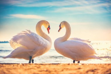 Birbirlerine aşık deniz gündoğumu kuğuları. Kalp şeklinde aşk sembolü