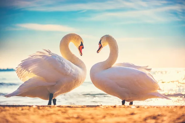 Les cygnes du lever du soleil s'aiment. Coeur forme amour symbole de t — Photo