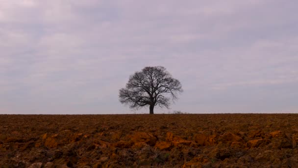 Arbre solitaire dans un champ agricole 