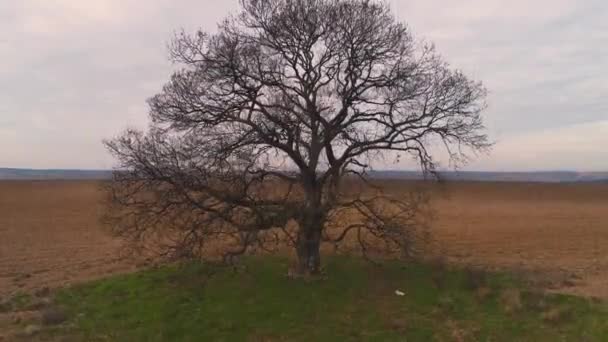 Árbol Solitario Campo Agrícola — Vídeo de stock