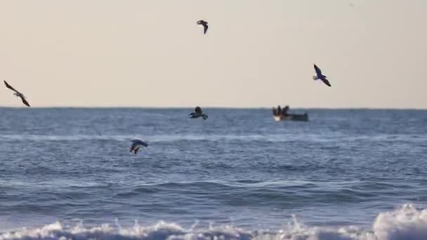 Martı Deniz Dalgalarının Üzerinde Özgürce Uçuyor — Stok video