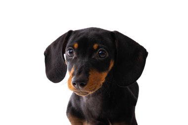 Komik sosisli sandviç, beyaz sırtında yalnız poz veren dachshund köpeği