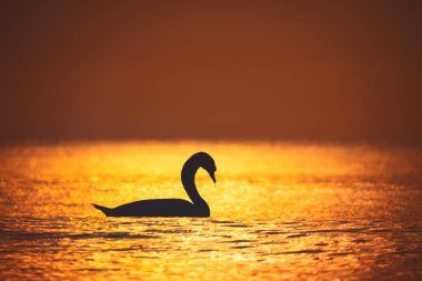 Denizde beyaz kuğular, gündoğumu vuruşu