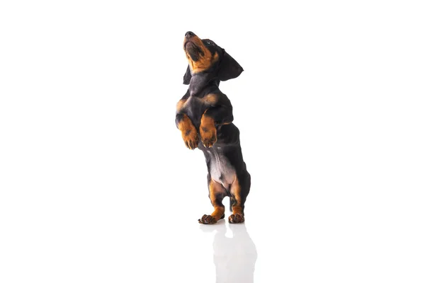 Divertido perro salchicha, cachorro dachshund posando aislado en la espalda blanca —  Fotos de Stock