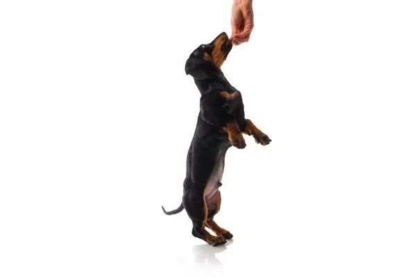 滑稽的腊肠狗，腊肠小狗，在白背上孤独地摆姿势 — 图库照片