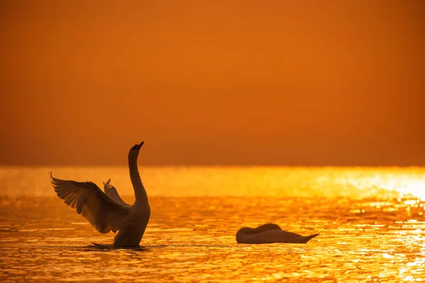 Lever Soleil Sur Mer Couple Cygnes Dans Eau — Photo