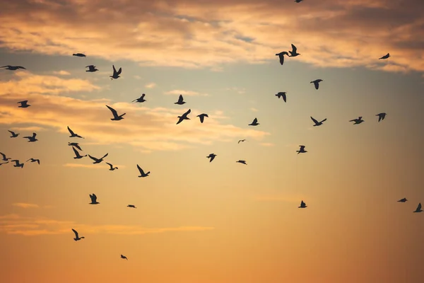 Gabbiani volanti sul mare — Foto Stock