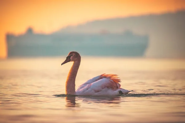 Bílé labutě v moři, úsvit — Stock fotografie