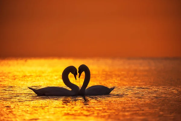 Forma de corazón de cisnes blancos en el mar . — Foto de Stock