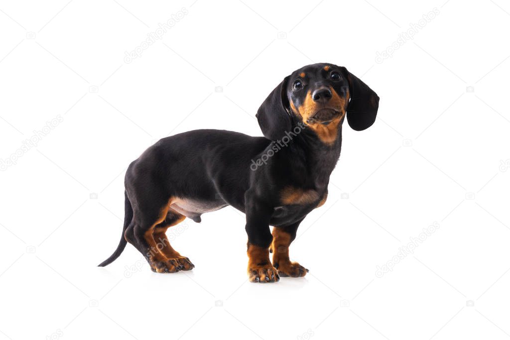 Funny sausage dog, dachshund puppy posing isolated on white back