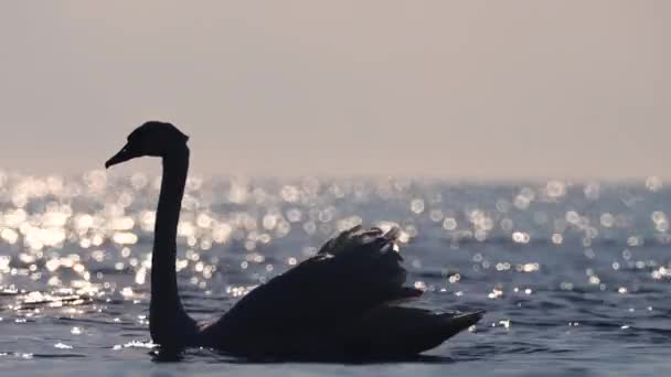 Swan Dalam Air Matahari Terbit Pantai — Stok Video