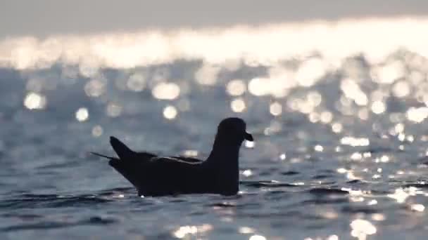 Seagulls Sea Coast — Stock Video
