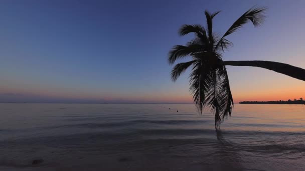 Tropik Ada Plajları Palmiye Ağaçları Üzerinde Gün Doğumu Punta Cana — Stok video