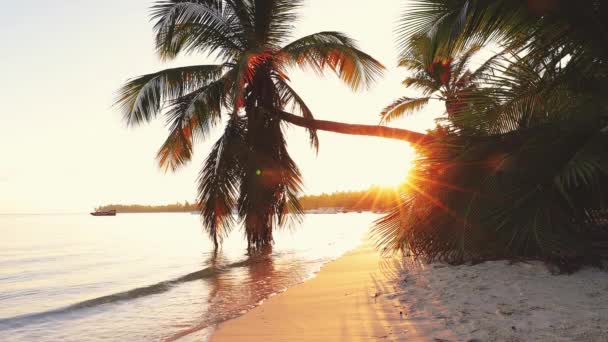 熱帯の島のビーチやヤシの木の上の日の出 ドミニカ共和国のプンタ — ストック動画
