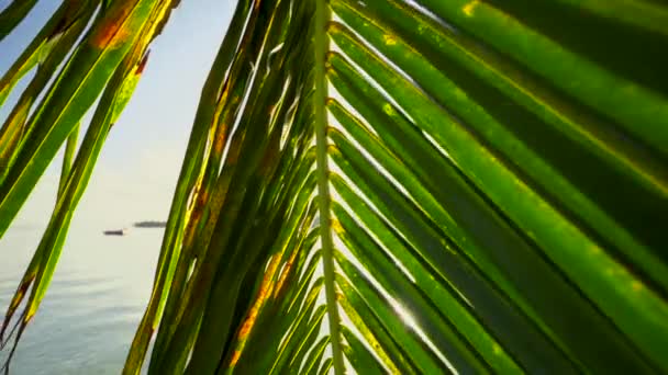 Zonsopgang Boven Tropisch Eiland Strand Palmbomen Punta Cana Dominicaanse Republiek — Stockvideo