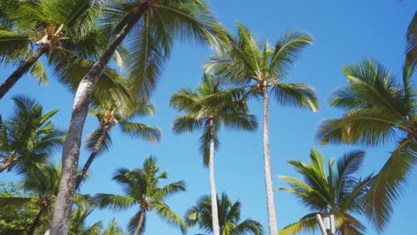 Palmeras Coco Playa Tropical Contra Cielo Azul — Vídeos de Stock