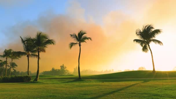 熱帯の島のゴルフコース ヤシの木のシルエットビデオと美しい夕日 — ストック動画