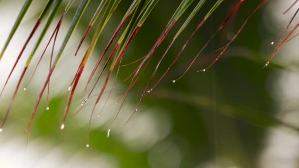 Hojas Palmera Lluvia Tropical Durante Clima Ciclónico Bosque Lluvioso — Vídeos de Stock