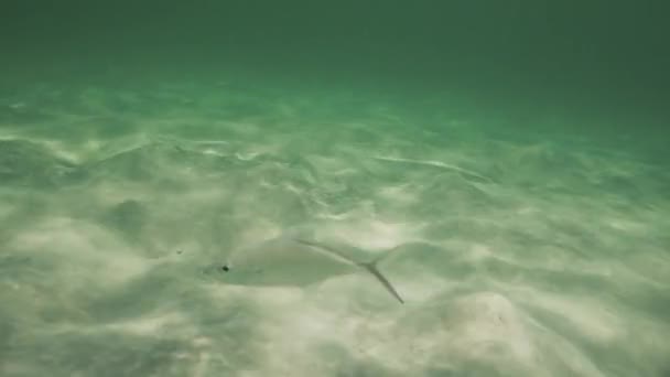 Карибский Пляж Плавание Рыб Рифе Водой Жаркий Летний День — стоковое видео