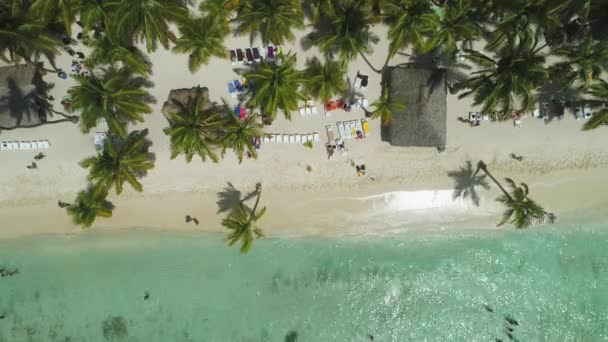 Vista Aérea Praia Tropical Com Coqueiros Belo Litoral — Vídeo de Stock