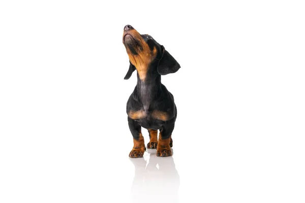 Divertido perro salchicha, cachorro dachshund posando aislado sobre fondo blanco —  Fotos de Stock