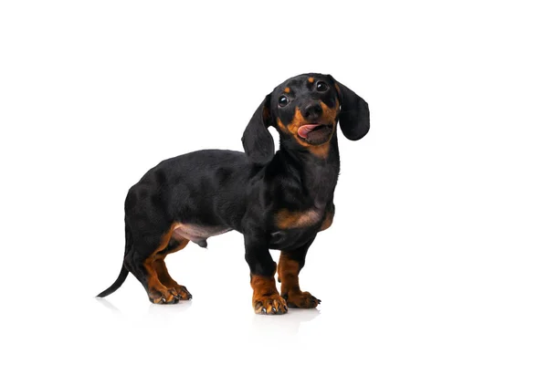 Divertido perro salchicha, cachorro dachshund posando aislado sobre fondo blanco — Foto de Stock