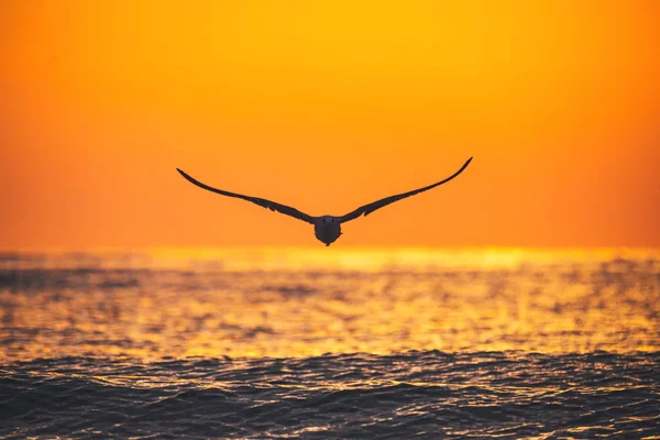 Gaviotas voladoras sobre el mar —  Fotos de Stock