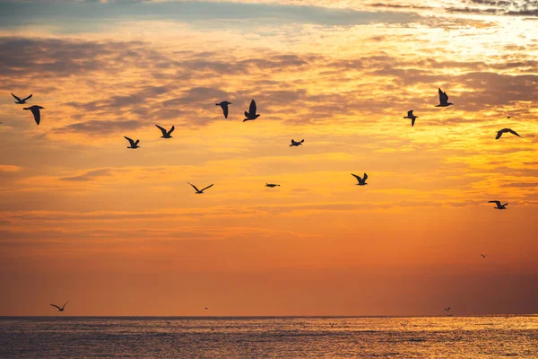 Gaviota voladora sobre el mar azul —  Fotos de Stock