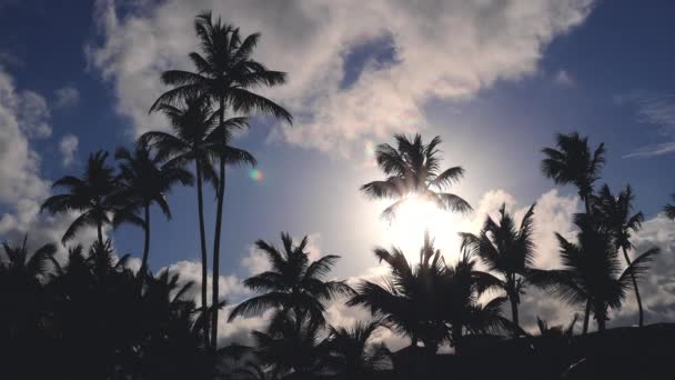Кокосовые Пальмы Против Голубого Тропического Неба Облаками Летний Отдых — стоковое видео