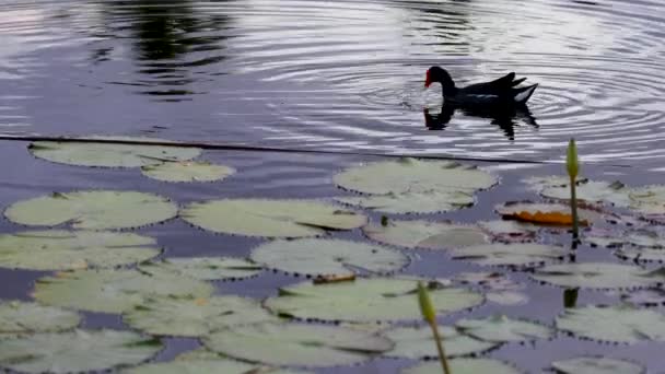 Little Egret Patos Pesca Natação Uma Lagoa Lírio Campo Golfe — Vídeo de Stock