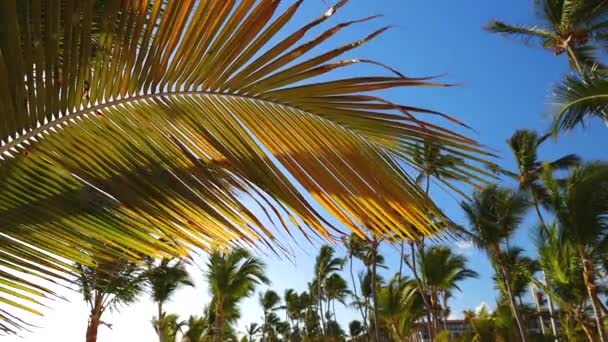 椰子树在蓝天的热带云彩映衬下生长 在异国情调的岛上度过暑假 — 图库视频影像