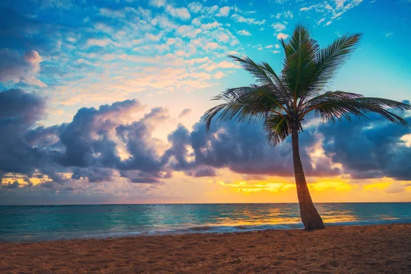 Palma e praia tropical em San Cristóbal, República Dominicana — Fotografia de Stock
