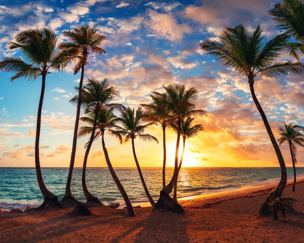 Palmtree och tropical beach — Stockfoto