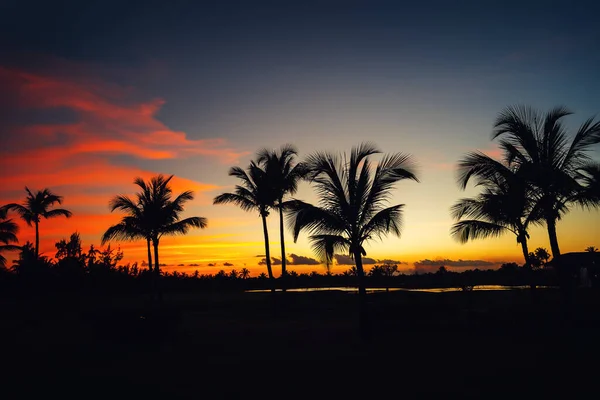 Siluetas de palmeras contra el cielo del atardecer durante una noche tropical — Foto de Stock