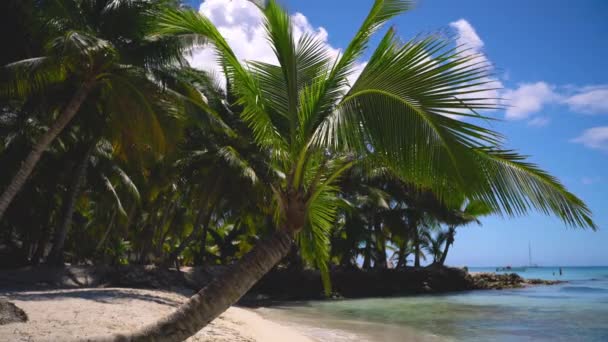 Palm Trees Tropical Beach Exotic Island Caribbean Sea — Stock Video