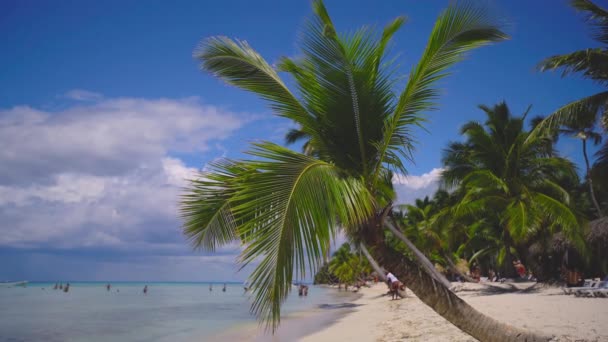 Palm Bomen Een Tropisch Strand Exotisch Eiland Caribische Zee — Stockvideo