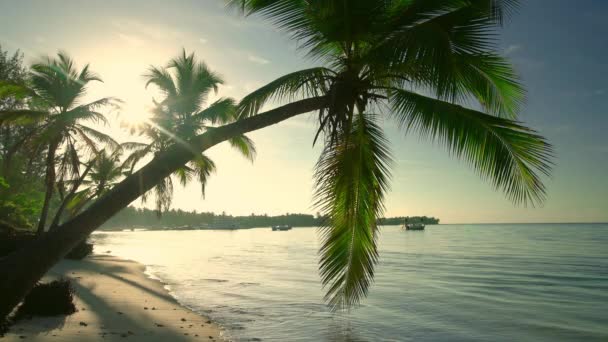在多米尼加共和国蓬塔卡纳拍摄的棕榈树和热带岛屿海滩日出 — 图库视频影像