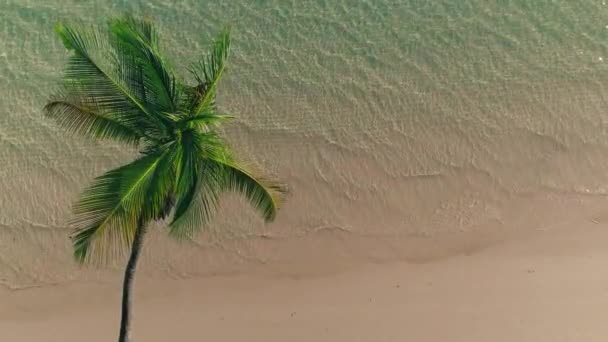ビーチや海の水に熱帯ヤシの木の上の空中ビュー プンタカナ — ストック動画