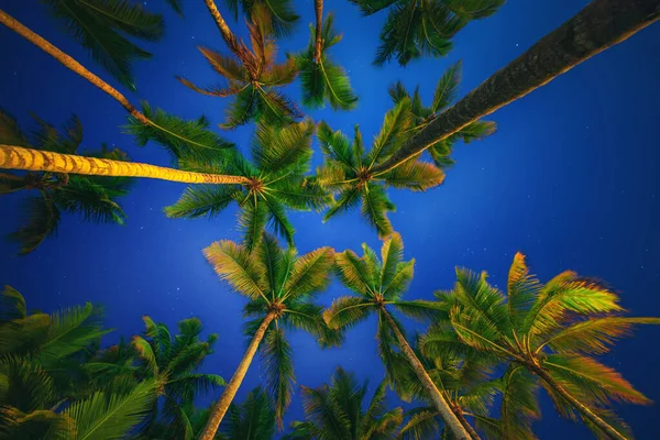 Tropische Nacht Lucht Kokosnoot Palmbomen Sterren — Stockfoto