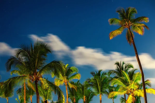 Palmy Nocą Tropikalnej Plaży — Zdjęcie stockowe