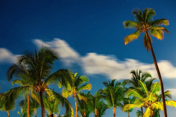 Palmer Natten Tropisk Strand — Stockfoto