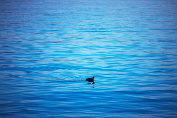 Маленька Качка Плаває Синій Пульсації Води — стокове фото