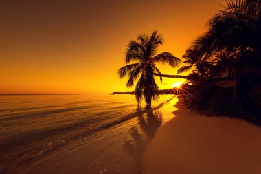 Bir tropik gündoğumu sırasında gökyüzü palmiye ağaçlarının silhouettes.